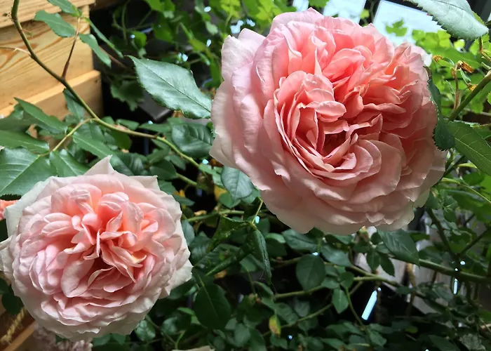 Kleiner Kalle メルズンゲン